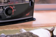 猫のいる部屋のエアコン設定、21℃未満は「おすすめできない」