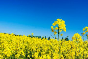 「北海道にはウクライナ色の花畑があるらしい！」親日外国人が風景を愛でるスレ