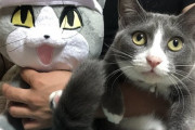 【朗報】現場猫そっくりのヌッコさんが見つかる