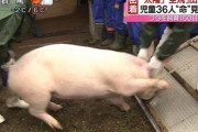 ヴィーガンさん、新しい概念を創出して肉を食べようとするｗｗｗｗ