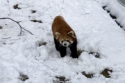 レッサーパンダ　雪でハイテンションかわいい