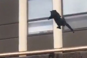 【動画】ネコさん、火災したビルから決死のダイブをした結果ｗｗｗｗｗｗｗｗｗｗｗｗｗｗｗｗ