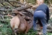 【動画】チェーンソーで伐採していた男性に鹿が近寄り…