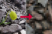 人間に採取されにくく進化した植物を発見！？何こいつすげええええええ！！