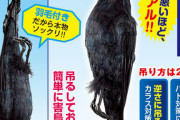 カラス「何だあの光る丸いものは？逃げろ！」 → 1日後 → 「ああ、CDだろ？わかれば別に怖くないし」  [7/6]