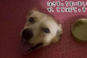 「はさまってしまいました」まったく知らない犬がトイレの床から顔を出していた