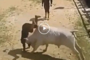 真似するな危険！とてもユニークな闘牛のならし方が海外で話題に