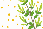 【朗報】ついに日本が花粉症対策に乗り出す。ブタクサ許さねぇ