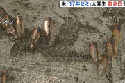 アメリカ、17年周期のセミが一斉に羽化を開始、最大で数兆匹になると予測