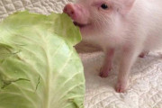【朗報】ブタ、犬よりかわいい