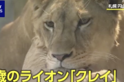 【悲報】札幌円山動物園のオスのライオン、メスのライオンだった