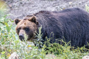 現代ビジネス「血に飢えた怪物ヒグマが2025年に大量発生…か！？」