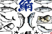 鯖が高級魚に？原因は？ 専門家「簡単に言うと･･･」