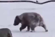 あれは犬？ 雪の上で遊んでいる動物がいた。冬眠しないでヒャッハ～♪ → クマはこうします…