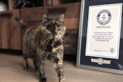 【ネコ】世界最高齢。27年生きているギネス記録な猫。