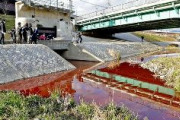 【動画あり】京都・鴨川の水が真っ赤に染まる！　原因調査中