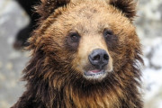 【ロシア】動物園に来た少年(11)、一緒に来た女友達２人に「勇敢な所を見せる」と熊の檻に入り死亡