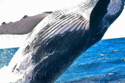 【進化の歴史】クジラのヒレの中にはあれが残っていた❗