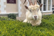 【悲報】イギリスさん、羊に街を乗っ取られてしまう…