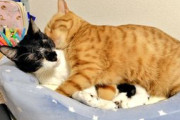 可愛いのですてきな名前だと思います