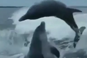 「これ、わざと？」常に完璧ではなかった…勢い余ったイルカの結果 海外の反応