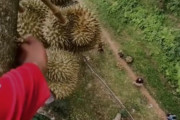 【悲報】ドリアンの収穫、地味に危なかった