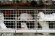 【デンマーク】 ミンクから12人が感染か　新型コロナウイルス変異　1700万匹を殺処分へ
