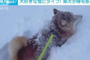 【衝撃画像】イッヌ、雪で喜ばないことが判明??☃️
