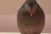 【動画】謎の鳥「ホーホーホッホー」←こいつか鳴いているシーンが激写される