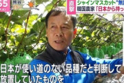 (‘A`) 韓国人「日本はシャインマスカットを開発したが栽培技術が難しく品種登録を諦めた。韓国が栽培と品質管理技術を確立した」