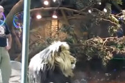 飼育員をオスライオンから守ったメスライオン