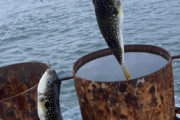 【画像】雑魚釣りしたから見てくれや