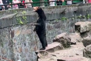 【動画】おっさんみたいなクマが見つかるｗｗｗｗｗｗｗｗｗｗｗｗ