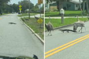 ワニが3羽の鶴に守られて道路を横切る状況に、理解が追い付かない！