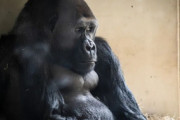【米国】「ゴリラがスマホ中毒になりかかっている」と警告