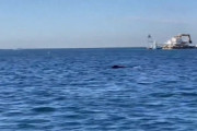大阪湾にクジラ出現