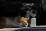 【ねこ画像】駐車場のねこ、おそとのねこ【再】