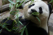 【朗報】上野動物園の双子パンダ、1月末に中国に返還へ。約50年ぶりに国内でパンダが不在に
