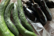 ナスときゅうり収穫や