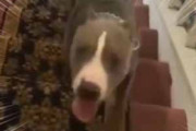 イヌが階段で遊んでいた。ゴロン、べたん、ずるずるるん♪ → １階までこうなります…