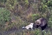 【ロシア】行方不明のハスキー犬、クマの親子と森の中で暮らしていた