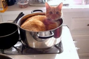 【ねこ画像】キッチンでお気に入りの場所を見つけた猫さん達…炊飯器だと炊き込みご飯状態ですねwww