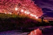 海外「とても素敵です！ゴージャスで美しい…」東京の夜桜（海外の反応）