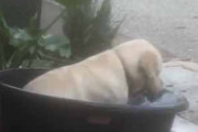 【イヌ】 今日はとても暑いので、桶に水を入れてみた。ヒャッハ～！ → 犬はこうなった…