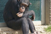 【画像】毛を剃ったチンパンジー、なんG民でも勝てそう