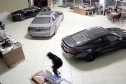 【動画】2分の犯行。自動車販売店から高級車4台、4100万円相当を盗み出した窃盗団。