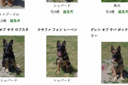 【画像】茨城県警の警察犬、みんな可愛くて頼もしいｗｗｗｗｗｗｗｗｗ