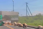 バスに衝突したトラックブタ30頭を積み加工場に向かう途中に事故起こす所有会社は謝罪…一方ブタは「安楽死処分」に