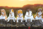 猫がのんびり釣りをするガチャフィギュアが登場！「釣り日和 ～猫たちのひまつぶし～」