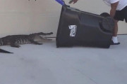 「さすがフロリダの男…」住宅地に出没したワニを『ゴミ箱』で捕獲した手際が見事すぎる